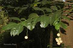 Glyptopetalum grandiflorum
